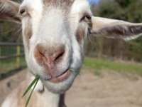 Keçiler, mutlu yüz ifadeli insanlara daha çok yakınlık duyuyor
