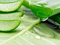 Aloe vera nedr? Aloe veranın faydaları neler?