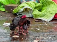 Yavrularını yağmurdan korurken görüntülenen tavuk medyada gündem oldu