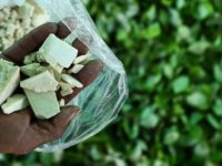 Kolombiya'da kokain üretimi 2017'de rekor kırdı