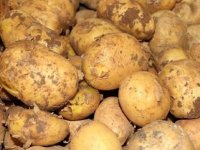 Ağustos’ta patates ekilen arazilerin beyanlarının yapılması için bugün son gün