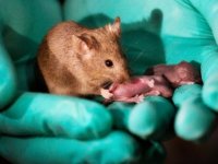 Çin'deki araştırmada iki anneli fare yavruları dünyaya getirildi
