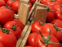 Rusya, Türkiye’den giden 60 ton domates ve çileği geri çevirdi