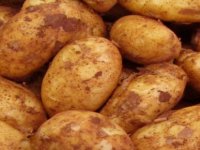 Patates Üreticileri kooperatifi aracısız satışa başlıyor…Fiyat 3.50 TL