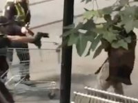 Melbourne'da bıçaklı saldırganı market arabasıyla engelleyen evsize yardım yağıyor