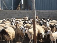 Devlet üretme Çiftliği kasaplık hayvan satışı yapacak