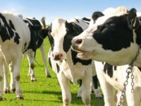 Hayvancılık Dairesi, Perşembe Dilekkaya’da eğitim çalışması düzenleyecek