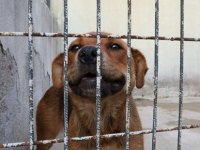 Güney Kore'nin en büyük köpek mezbahası kapatıldı