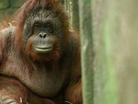 Endonezya'da bir orangutanın 6 yıl boyunca genelevde zorla çalıştırıldığı ortaya çıktı