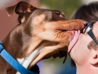 Belçikalı profesörden uyarı: Köpek salyası insanlar için ölümcül olabilir