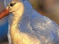 Plastik poşetlerin çevre ve doğaya zararları