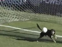 Futbol sahasına giren köpek gol kurtardı