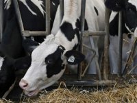 Devlet üretme çiftlikleri kasaplık hayvan satışı yapılacağını duyurdu