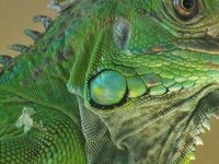 Florida'da hava durumu uyarısı: Gökten iguana yağabilir