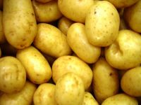 Patates üreticileri; dikkat! Listeler askıya alınıyor....
