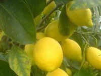 Standart dışı limon için CYPFRUVEX’e müracaatların 25 Ocak’a kadar yapılması gerekiyor