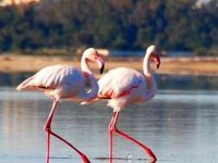Flamingolar Kıbrıs'ta (Video)