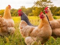 "Kanser İlacı Yumurtlayan" tavuklar yetiştirildi