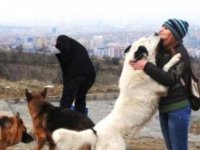 Hayvanseverler dolandırıcıların yeni hedefi