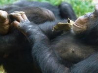Şempanzeler, hayvanat bahçesinde ağaç dalını merdiven olarak kullanıp kaçtı(video)
