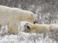 Rusya'da kutup ayıları şehre indi, acil durum ilan edildi