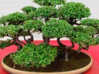 400 yıllık bonsai ağaçları çalınan çiftten hırsızlara: Onlar bizim kıymetlimiz, haftada bir sulayın
