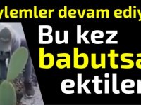 Eylemler devam ediyor: Bu kez babutsa ektiler