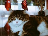 Kılıçdaroğlu CHP'nin kedisinin kediler gününü kutladı