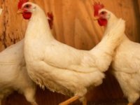 Tavuklar birlik olup kendilerini koruyabilir mi?