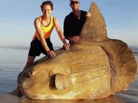 Avustralyalı balıkçılar dev bir balık buldu