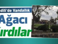 Vadili'de vandallık.. Ağacı kırdılar...