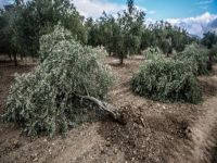 Değirmenlik'te Zeytin ağaçlarını kesti tutuklandı