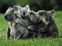686 koala zehirli iğneyle öldürüldü