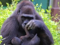 Goriller de izolasyonda; sosyal mesafe kuralı 10 metre