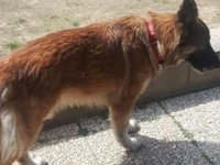 Eşini ısıran köpeği silahla ateş ederek öldürdü