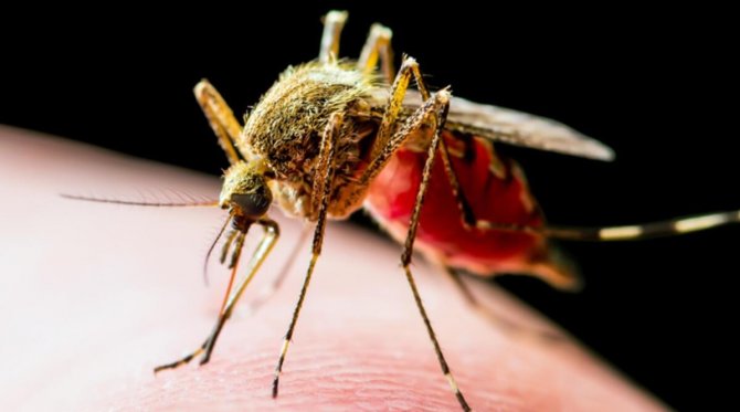 sivrisinekler,-dang-hummasi,-chikungunya-viruslerinin-en-onemli-konagi.jpg