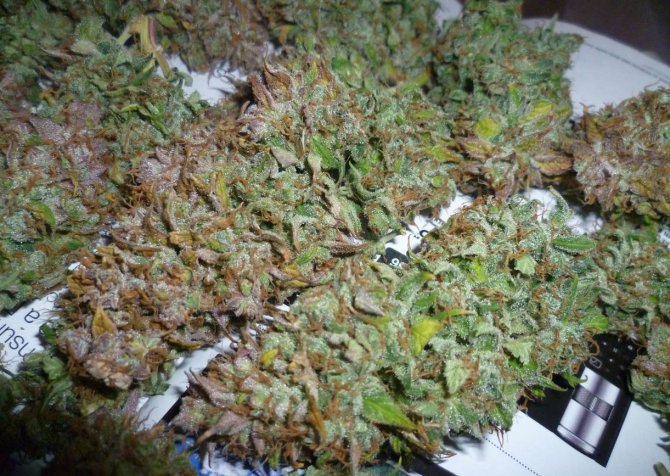 the-best-cannabis-harvest.jpg