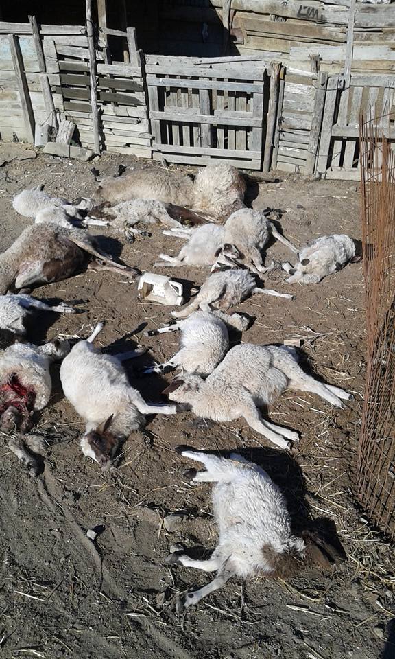 Dipkarpaz'da başı boş köpekler tarafından parçalanan koyunlar