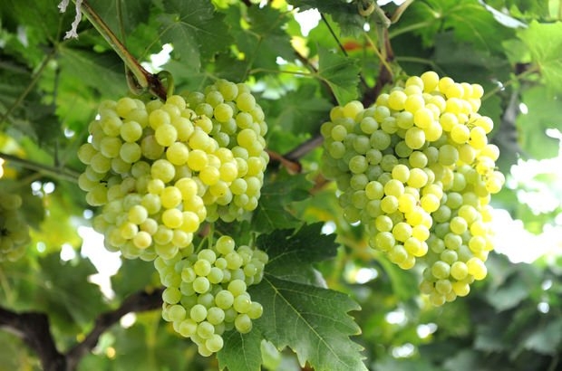 Diş beyazlatıcı doğal  yiyecekler galerisi resim 6