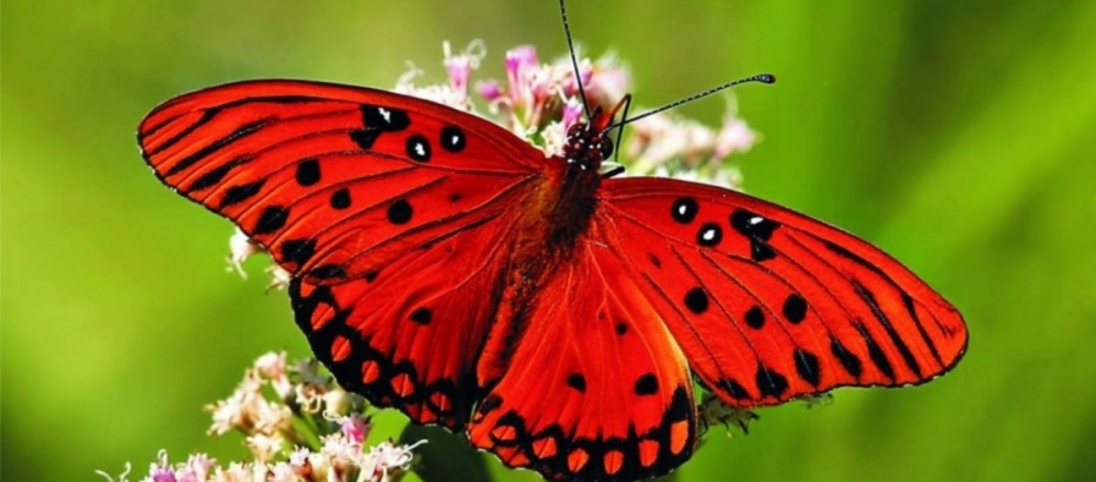 Kelebeklerin Ömrü 1 Gün Müdür? galerisi resim 1