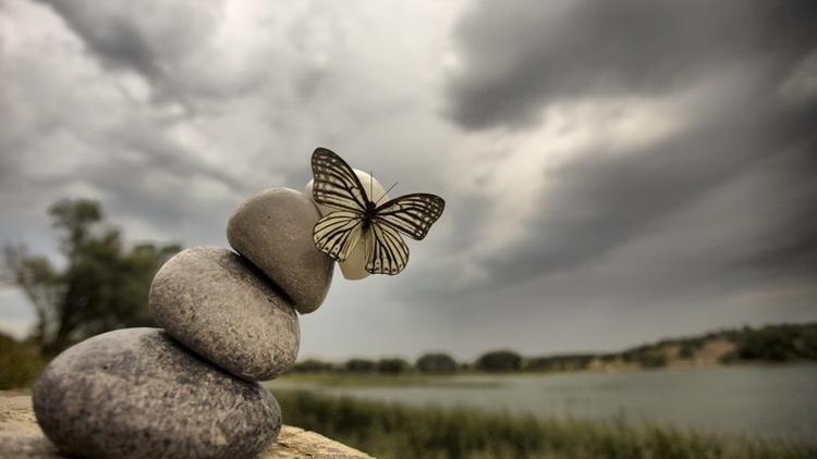 Kelebeklerin Ömrü 1 Gün Müdür? galerisi resim 10