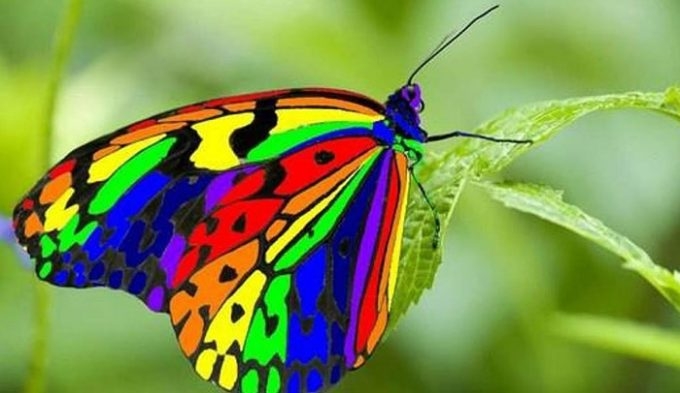 Kelebeklerin Ömrü 1 Gün Müdür? galerisi resim 11