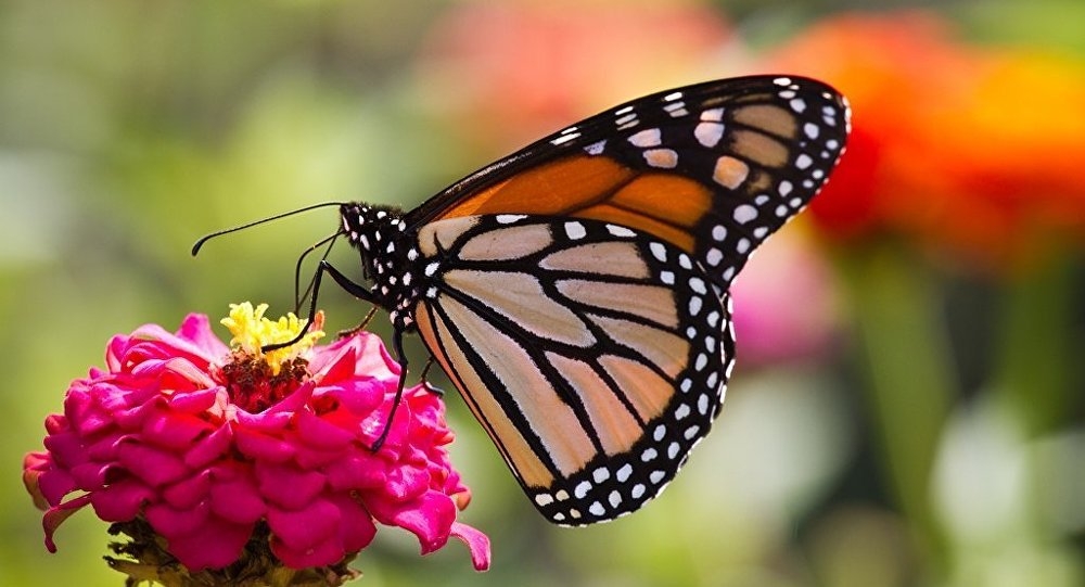 Kelebeklerin Ömrü 1 Gün Müdür? galerisi resim 13