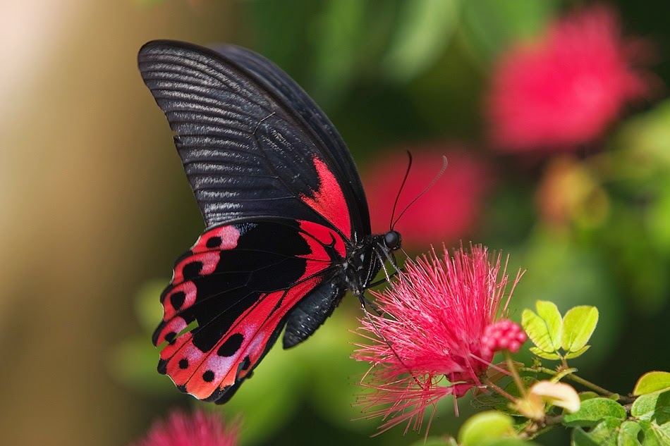 Kelebeklerin Ömrü 1 Gün Müdür? galerisi resim 15