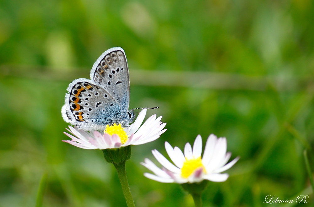 Kelebeklerin Ömrü 1 Gün Müdür? galerisi resim 16