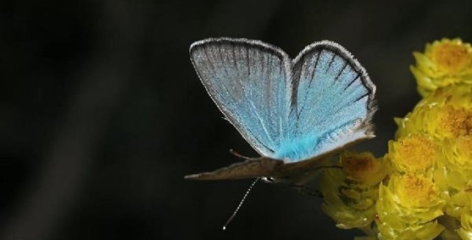 Kelebeklerin Ömrü 1 Gün Müdür? galerisi resim 2
