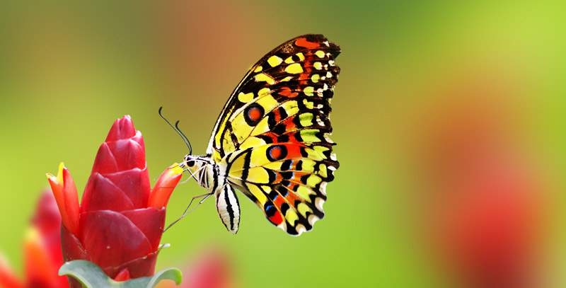 Kelebeklerin Ömrü 1 Gün Müdür? galerisi resim 3