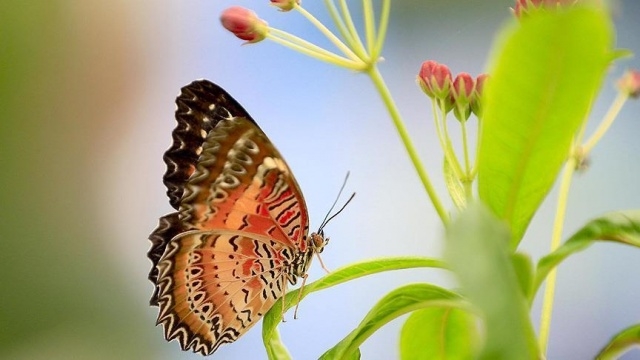 Kelebeklerin Ömrü 1 Gün Müdür? galerisi resim 4