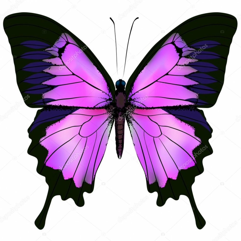 Kelebeklerin Ömrü 1 Gün Müdür? galerisi resim 5