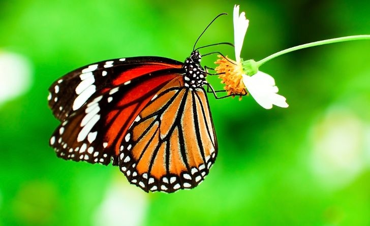 Kelebeklerin Ömrü 1 Gün Müdür? galerisi resim 9